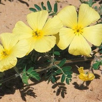 Unveiling the Beauty of Tribulus Omanense: The National Flower of the UAE