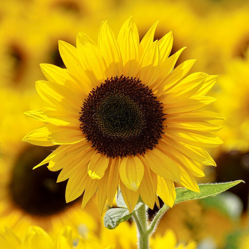 The Beauty and Symbolism of Sunflowers: A Complete Guide