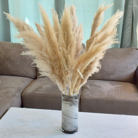 Pampas Grass | Dried & Preserved Flowers | Flower Station